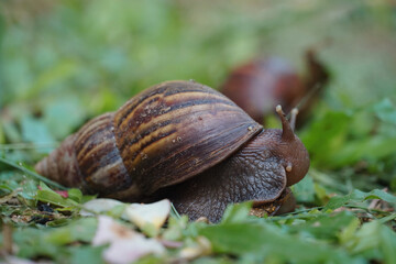 A large snail on the grass.