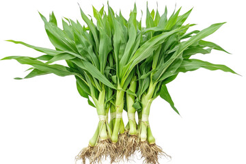 Obraz premium Bundled green corn stalks with exposed roots