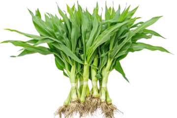 Bundled green corn stalks with exposed roots