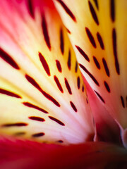 Macro Detail of Red and Yellow Flower Petals