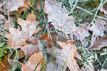 Frost-Kissed Autumn Leaves and Grass Nature's Winter Transition