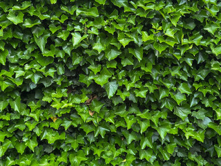 Vibrant Green Ivy Wall with Lush Foliage