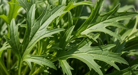 Obraz premium Close up of fresh green mizuna leaves with serrated edges.