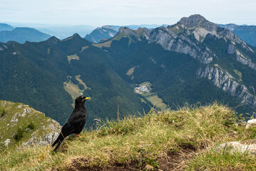 Chocard &agrave; bec jaune (Pyrrhocorax graculus)  dans le massif de la Grande Chartreuse (Alpes, France)