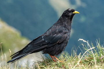 Chocard &agrave; bec jaune (Pyrrhocorax graculus)