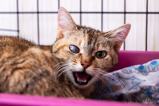 Anxious feline displayed, Cat shows signs of fear and discomfort in shelter environment