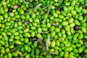 Fresh Green Olives With Olive Leaves Ready For Harvest And Cooking