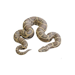 Python snake coiled on a white background