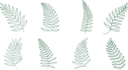 Collection of line drawing  fern leaf line art on the white background, Vector illustration. Concept for logo, card, banner, poster, flyer.  © Madusanka