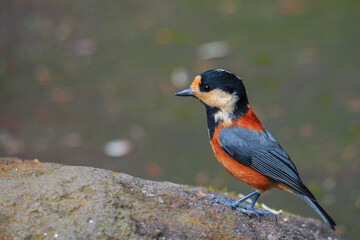 山雀（ヤマガラ）/ varied tit 01 © kyocco