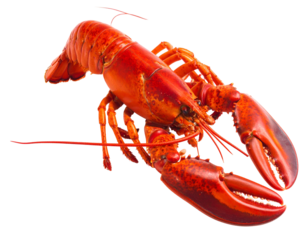Vibrant red cooked crustacean with large claws, against a dark background