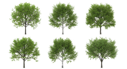 Obraz premium 6本の緑の葉を持つ様々な広葉樹の木々、白背景、PNG