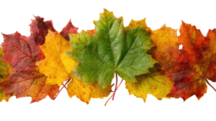 Autumn leaves fall foliage maple leaves detailed textures tree bark seasonal nature isolated on white background