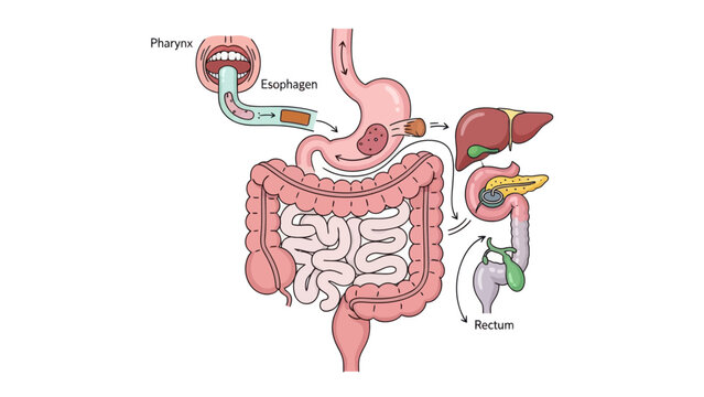 Digestive System Anatomy Illustration Highlighting Key Organs and Their Functions