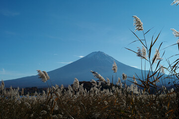 Fuji mountain isolated on the blue sky with grass trees in foreground