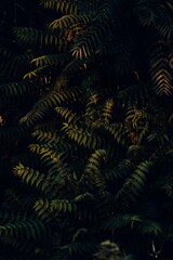 Vibrant green leaves glowing with warm light against a dark, shadowy background, highlighting the serene beauty of nature's delicate foliage.