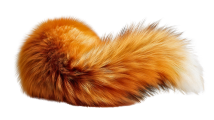 A fluffy red fox tail curled into a circle isolated on white background, a soft fur texture design element, a round wild animal anatomy cutout.