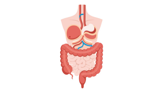 Anatomical illustration of the human digestive system highlighting organs and intestines for