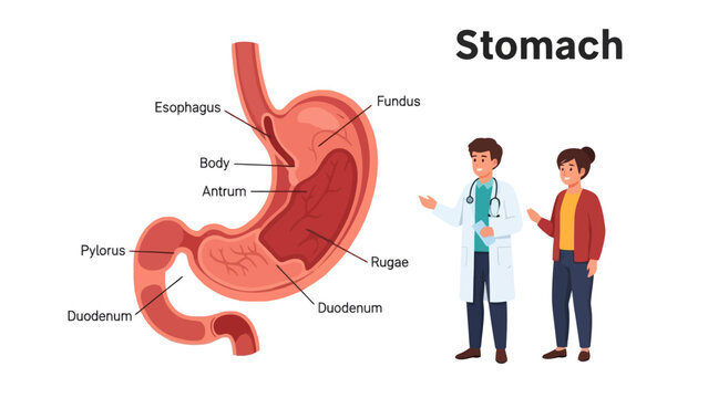 Detailed Anatomical Illustration of the Human Stomach with Labeled Parts and a Medical