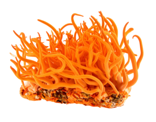 Vibrant orange fungal stalks erupting from a dark base