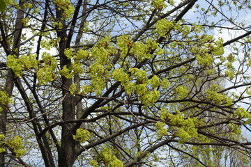 Obraz premium Plenitude of greenish yellow flowers of Acer platanoides tree in April