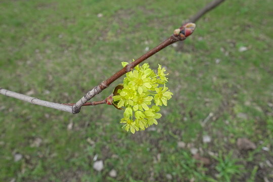 Single corymb of greenish yellow flowers of Acer platanoides tree in April