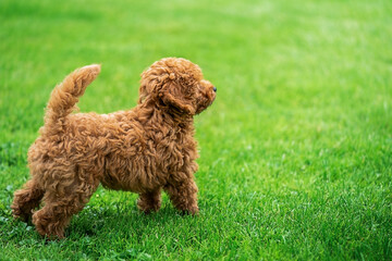 A red curly little dog stands on a green lawn during a walk in the summer