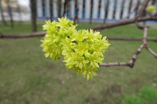Two corymbs of greenish yellow flowers of Acer platanoides tree in April