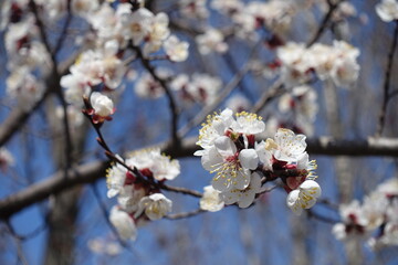 Blossom of apricot tree against blue sky in March