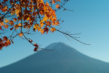 Selective on the red maple leaves on the branch with blurred Fuji mountain isolated on the blue sky in background