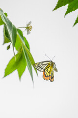 butterfly on a flower