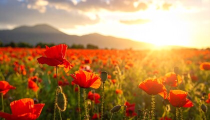 Close-up of vibrant red poppy flowers in a sun-drenched field, with soft focus on distant mountains and a brilliant golden sunset creating an ethereal backdrop