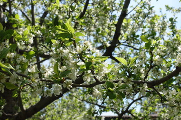 cherry tree in full bloom in May
