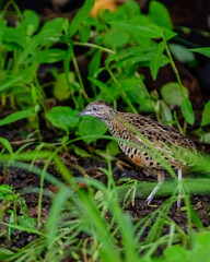 Quil on the grass