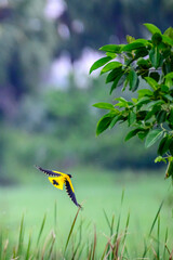 Yellow Bird flying 