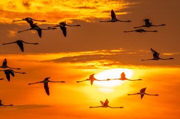 Flamingos in the lake 