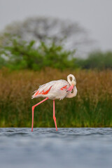 Flamingos in the lake 