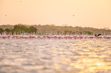 Flamingos in the lake 