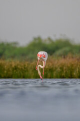Flamingos in the lake 