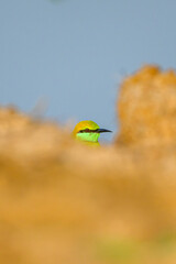 bee eater bird