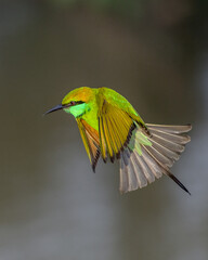 bee eater bird