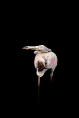 flamingo on a black background