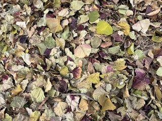 Texture of colorful dry fallen leaves covering the ground in autumn, featuring shades of brown, yellow, and purple.
