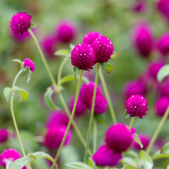 Fototapeta premium A bunch of purple flowers with a green stem