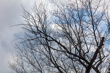 A tree with no leaves is in the foreground