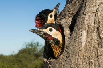 Green barred Woodpecker, chicks in the nest, hole in the trunk of a tree, La Pampa province, Patagonia, Argentina. © foto4440