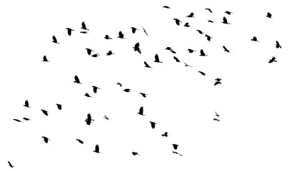 A flock of birds flying in the sky isolated on a white background.