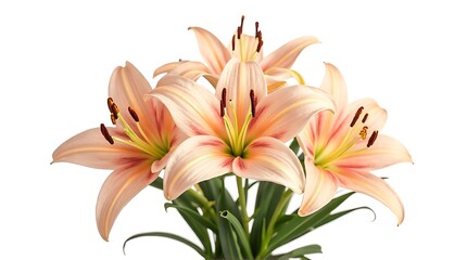 Pink Lilies Blooming Fresh Vibrant Flower Bouquet on White Background
