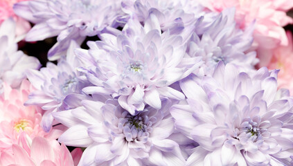 A bunch of flowers with purple and pink petals