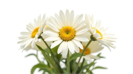 White Daisies with Yellow Centers in Fresh Bouquet on White Background